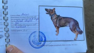 Полицейские вызволили из плена служебную собаку, похищенную во время беспорядков