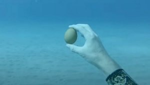Что будет, если разбить яйцо под водой – видео необычного эксперимента дайвера