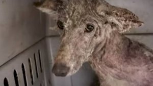 Решив помочь бездомной собаке, женщина приютила непонятно кого – видео
