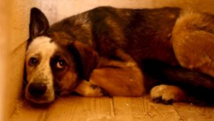 Алматинец принес публичные извинения за грубое обращение с собакой
