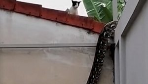 Видео встречи храброй кошки с питоном набирает популярность в соцсетях