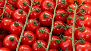 В России задержана крупная партия зараженных томатов из Казахстана