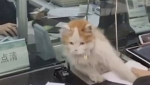 Видео с трюком «банковской» кошки набирает популярность в Сети