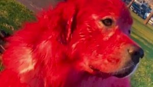 Хозяйка красного пса объяснилась с разгневанными зоозащитниками