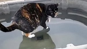Видеоролик с «ходящей по воде» кошкой удивил и развеселил зрителей
