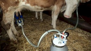 Использовать молоко привитых животных для защиты от COVID-19 предложили в Узбекистане