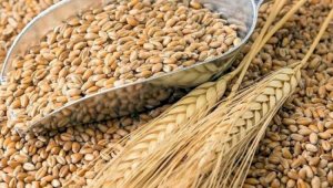 Пшеница в Казахстане подорожала до 130 тысяч тенге за тонну