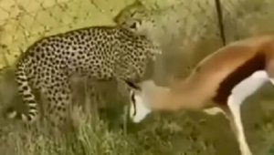 Видео встречи бесстрашного оленя с гепардом обсуждают в сети
