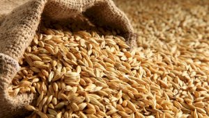 Более 20 казахстанских компаний не могут вывезти из России законтрактованное зерно