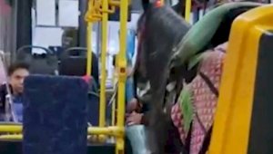 Конь в пассажирском автобусе  Алматы удивил и развеселил казахстанцев