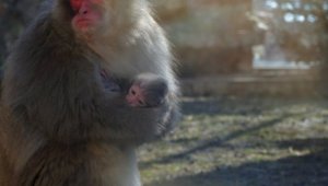 В Алматинском зоопарке родился японский макак