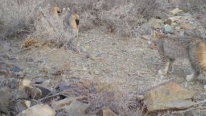 Редкое видео с краснокнижной туркестанской рысью снято в нацпарке «Алтын-Эмель»