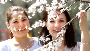 Как прекрасна весна в Алматы: расцветают не только деревья, но и девушки