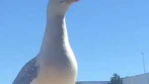 Видео с невезучей чайкой обсуждают в сети