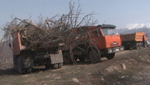 По факту вырубки яблоневых деревьев в Алматы возбуждено уголовное дело