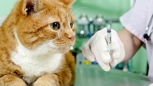 Вакцину от COVID-19 для животных запатентовали в России