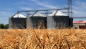 Минсельхоз РК вводит ограничение на экспорт зерна и муки