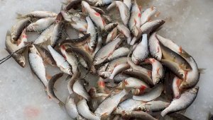 Специалисты разбираются в причинах замора рыбы в водоеме СКО