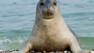 Специалисты расследуют причины очередной массовой гибели тюленей на Каспии