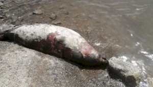 Причину гибели почти ста тюленей в Мангистауской области так и не выяснили