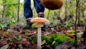 Казахстанские санэпидемиологи напомнили об опасности некоторых грибов