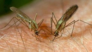 Комарами-мутантами Билла Гейтса пугают казахстанцев в соцсетях