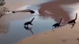 Разгадан секрет видеоролика с динозаврами, бегающими по пляжу