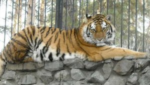 В Алматинском зоопарке произошел неприятный инцидент