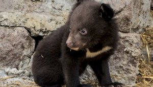 В зоопарке Алматы у пары гималайских медведей родился малыш