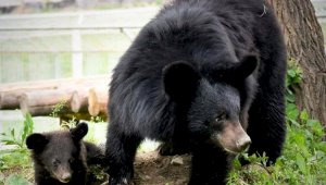 Фейк: Медвежонка из зоопарка Алматы пришлось усыпить из-за нападения на девушку