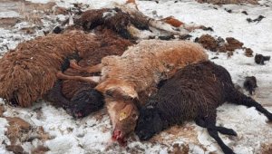 Установлены причины массовой гибели скота в Атырауской области