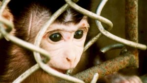 Казахстан пока вне опасности: случаев заражения оспой обезьян не зарегистрировано