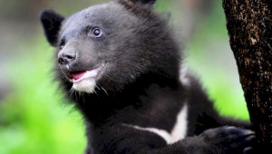 В зоопарке Алматы выбрали имя для гималайского медвежонка