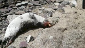 Казахстанские ученые пока не нашли причину массовой гибели тюленей на Каспии