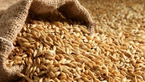Казахстан полностью обеспечен зерном до нового урожая