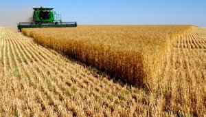 Сколько пшеницы соберут в 2022 году - прогноз Минсельхоза РК