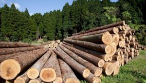 Казахстан продлил запрет на вывоз некоторых видов лесоматериалов