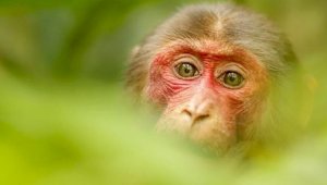 Ученые выяснили: оспой обезьян можно заразиться повторно
