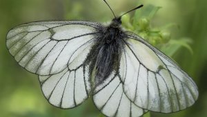 Массовый лет бабочки-боярышницы сняли в ГНПП «Алтын-Эмель»