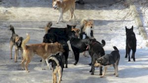 В Актобе после гибели ребенка начнут отстрел бродячих собак
