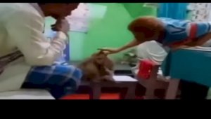 Раненая обезьяна пришла в больницу с детенышем