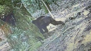 Бигфут или медведь: странное фото горячо обсуждают в сети