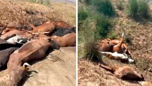 В селе Акшокы Карагандинской области продолжается массовая гибель животных
