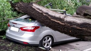 В Шымкенте во время бури огромное дерево упало на автомобиль
