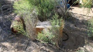 В Кызылординской области в степи среди саксаула обнаружили крупные наркопосевы