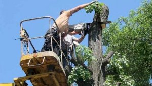 В акимате Алмалинского района ответили о причинах сноса тополей