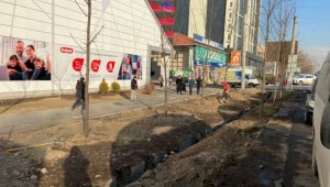 В Алматы разработают специальную программу полива деревьев