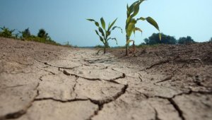 Казахстанские синоптики предупреждают о засухе в июле