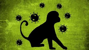 Оспа обезьян: какие страны вошли в список неблагополучных по заражению инфекцией