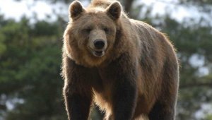 Краснокнижный бурый медведь попал в фотоловушку Нацпарка «Көлсай көлдері»